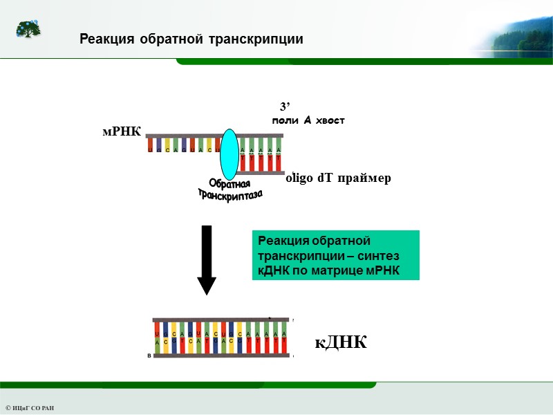 Обратная    транскриптаза   Реакция обратной транскрипции – синтез кДНК по